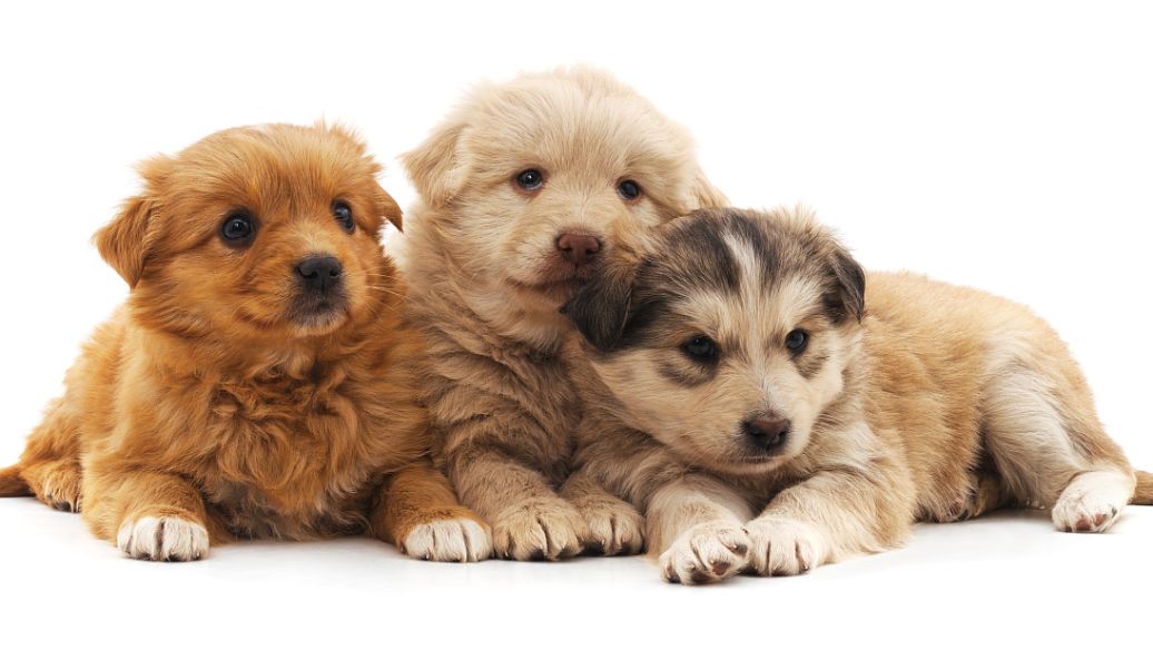 Pet Products